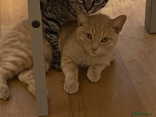 British Shorthair cats 2 cats for rehoming - Advert 3