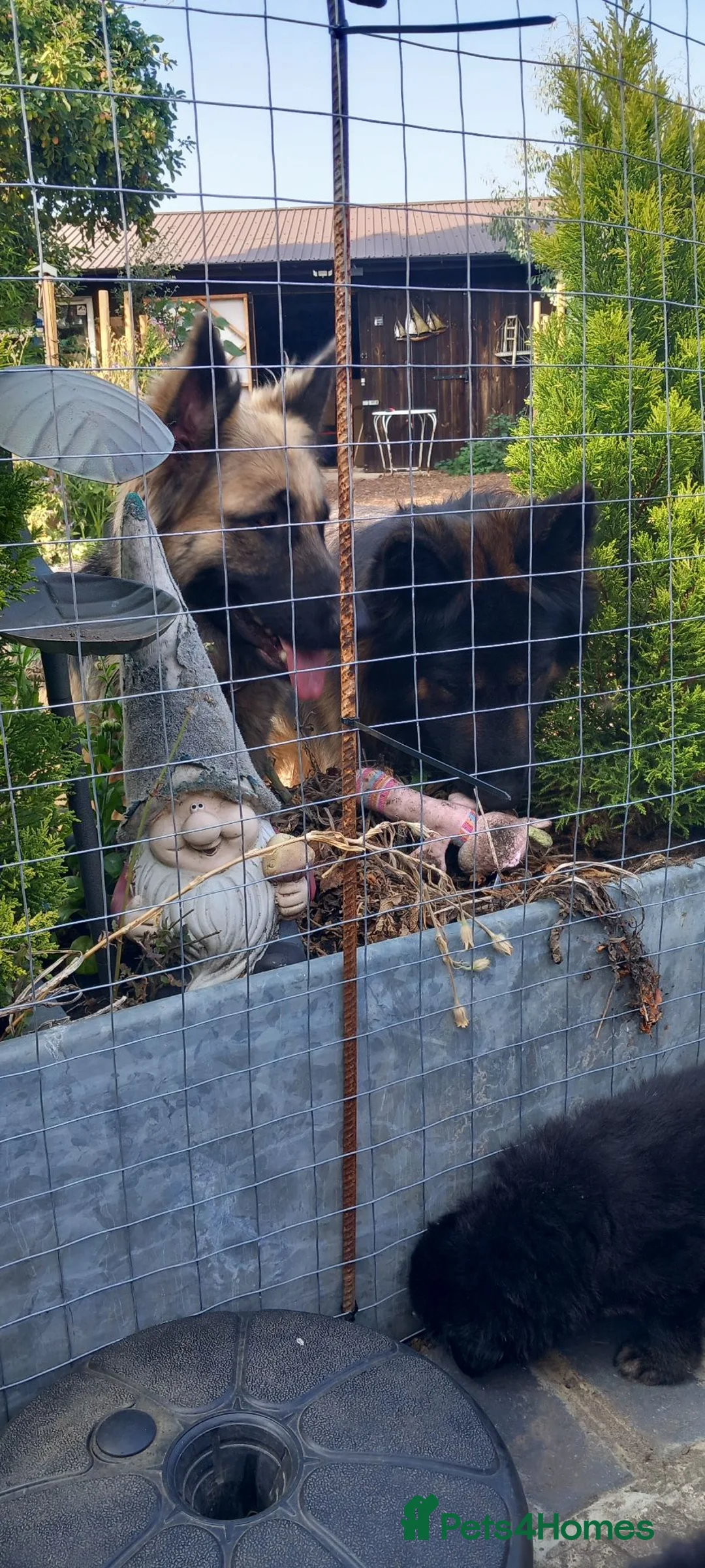 German Shepherd dogs for sale: BEAUTIFUL LONG COAT GERMAN SHEPHERD PUPPIES in Lincoln - Advert 2