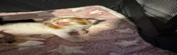 Domestic Shorthair cats for sale: 3  beautiful kittens  - Advert 5