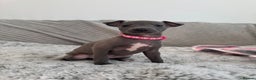 Italian Greyhound dogs for sale: KC registered blue Italian greyhounds for sale - Advert 23