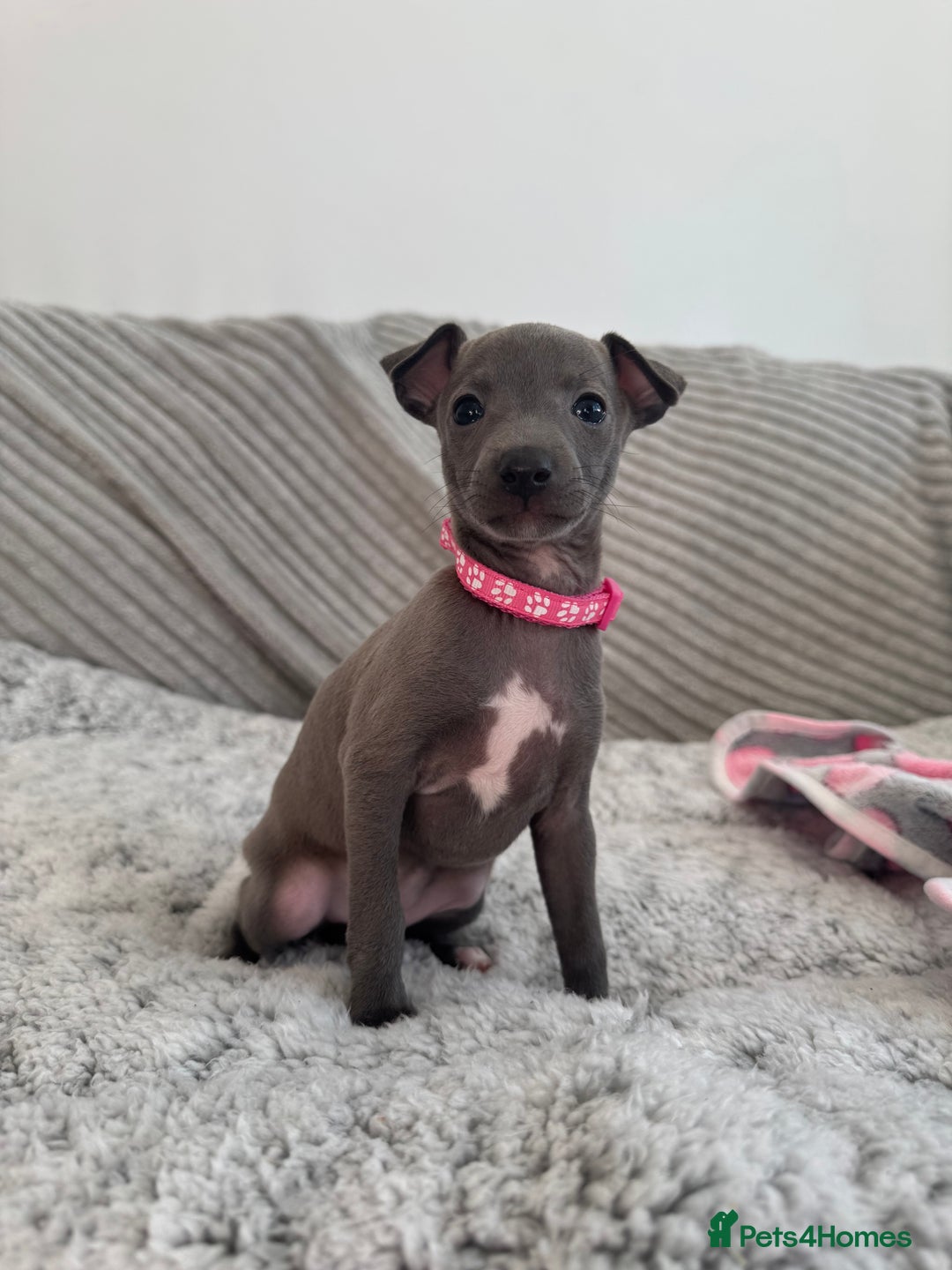 Italian Greyhound dogs for sale: KC registered blue Italian greyhounds for sale - Advert 23