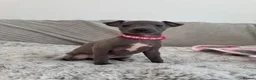 Italian Greyhound dogs for sale: KC registered blue Italian greyhounds for sale - Advert 23