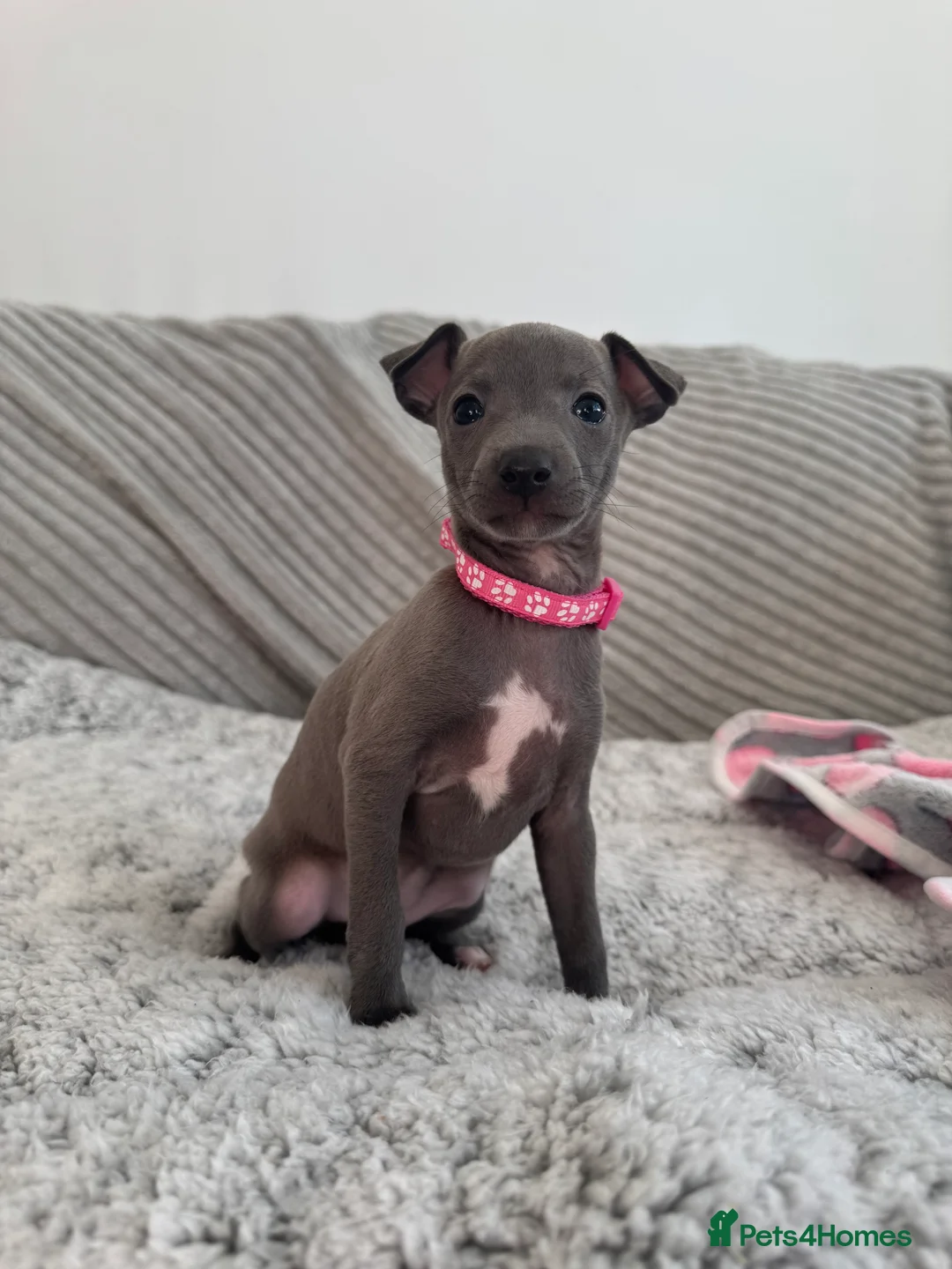 Italian Greyhound dogs for sale: KC registered blue Italian greyhounds for sale - Advert 23