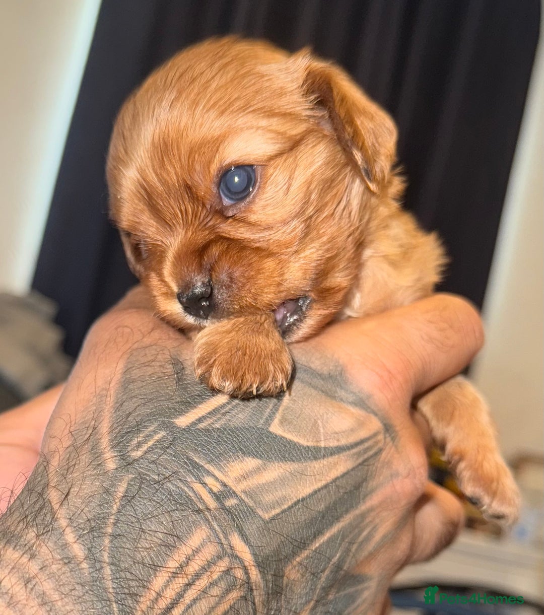 Cavalier King Charles Spaniel dogs for sale: 2 stunning little girls ready next week - Image 12