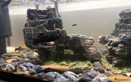 Axolotl reptiles for sale: 2 x Axolotl and full set up, 100l tank and stand  - Image 4