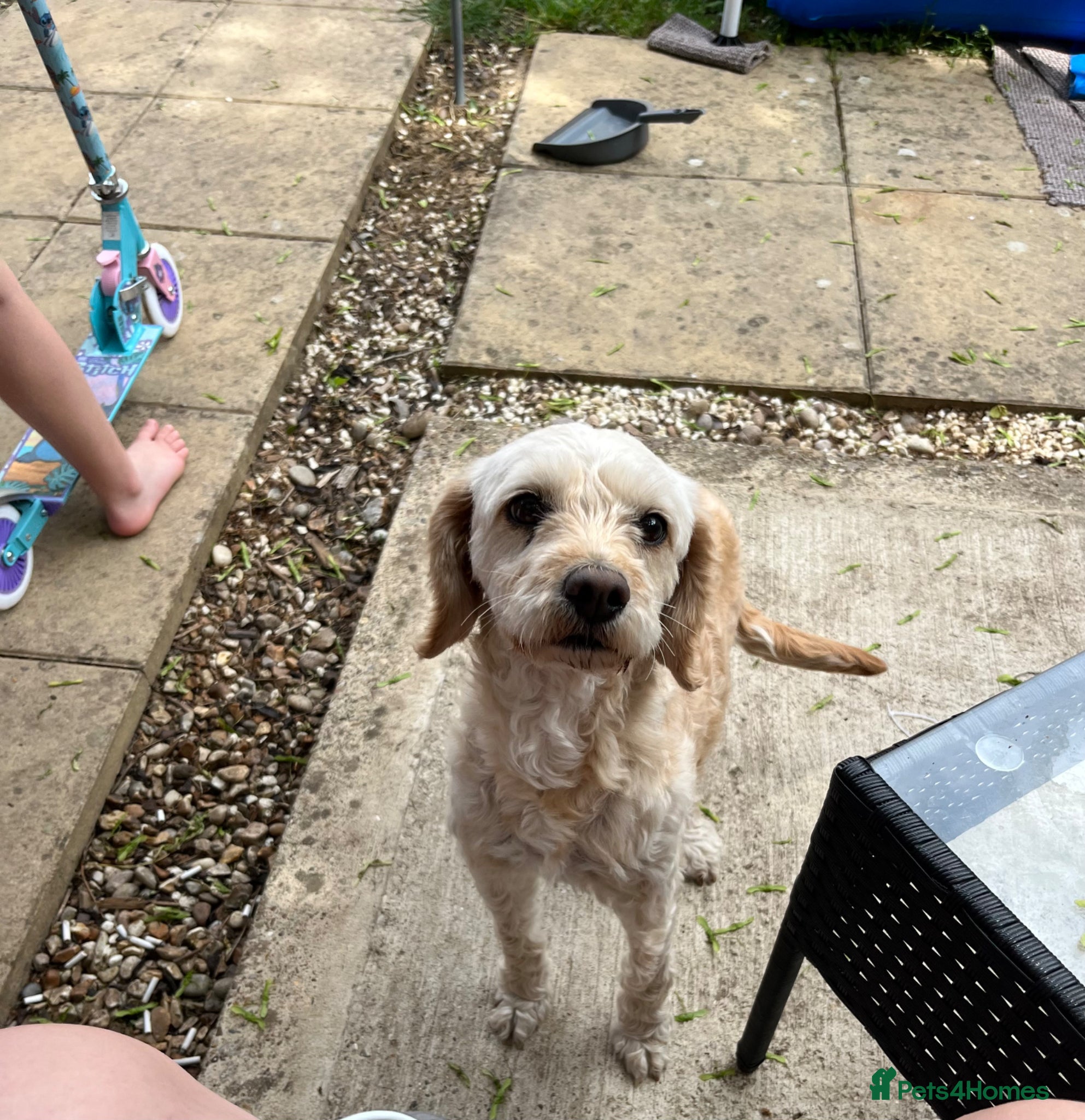 Cockapoo dogs for stud: Looking for a stud  in King's Lynn - Advert 1