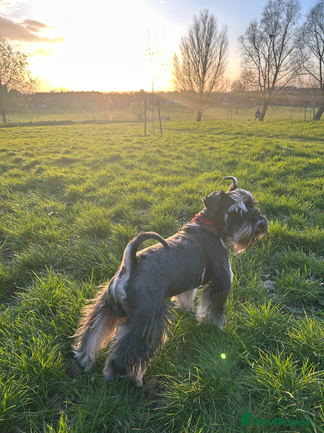 Miniature Schnauzer dogs for stud: KC registered stud ready for love - Advert 8