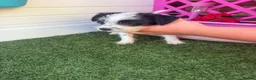 Mixed Breed dogs for sale:  4 Beautiful Jackapoos in Basildon - Advert 9