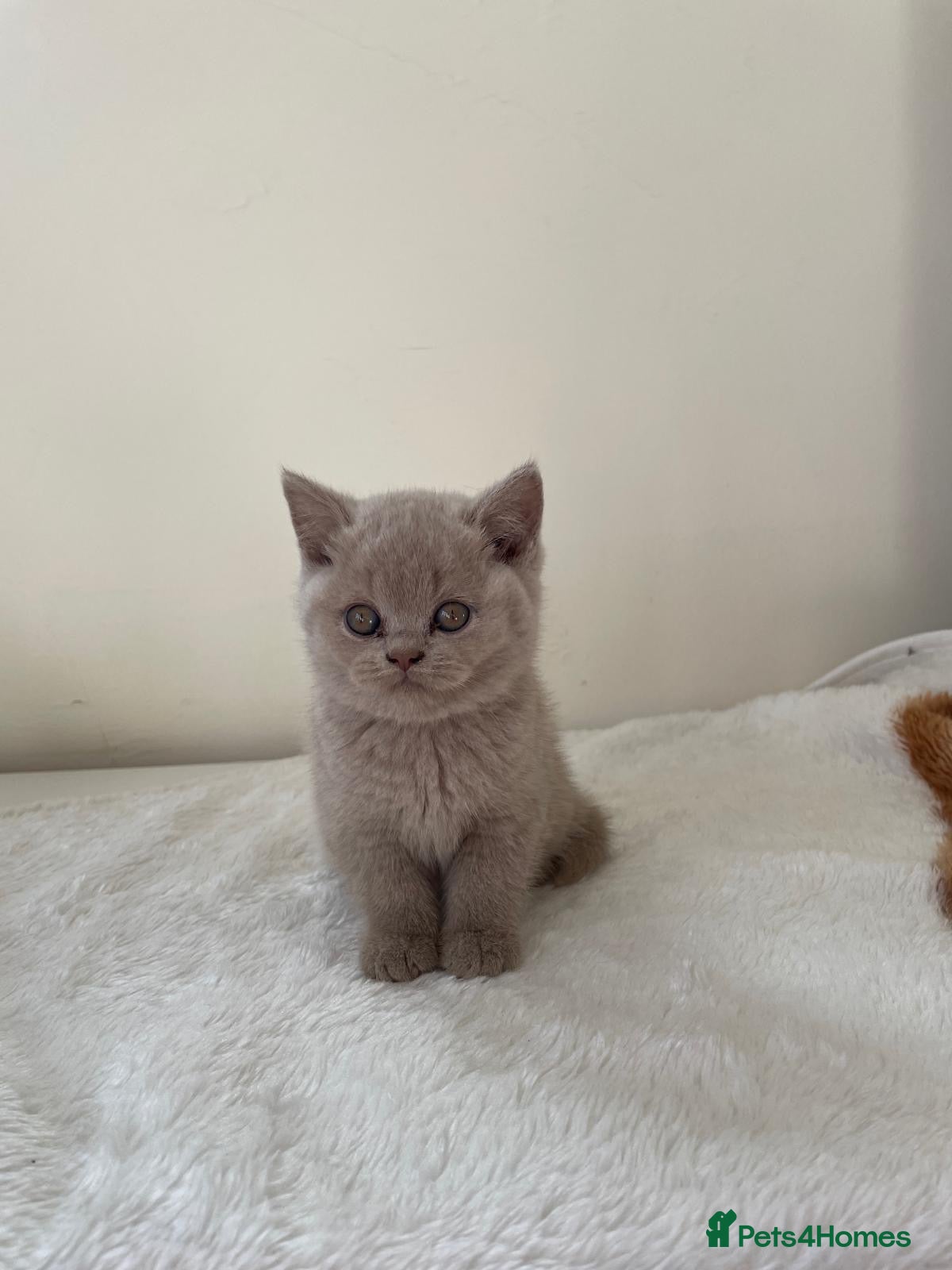 British Shorthair cats for sale: GCCF Kittens BSH solid colours  - Advert 2