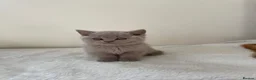 British Shorthair cats for sale: GCCF Kittens BSH solid colours  - Advert 2