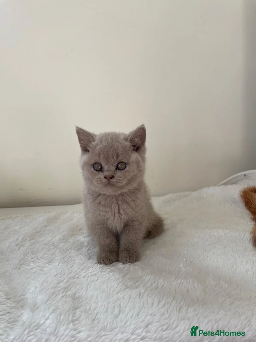 British Shorthair cats for sale: GCCF Kittens BSH solid colours  - Advert 2