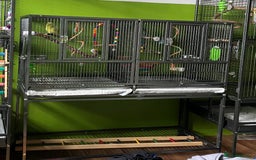Parrots birds for sale: 2 Male Parrotlets with cage for sale - Image 7