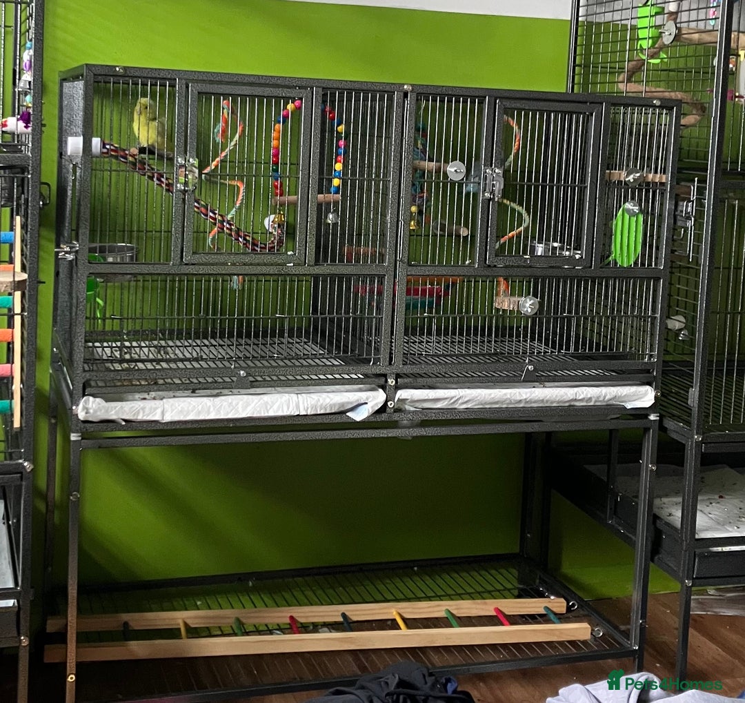 Parrots birds for sale: 2 Male Parrotlets with cage for sale - Image 7