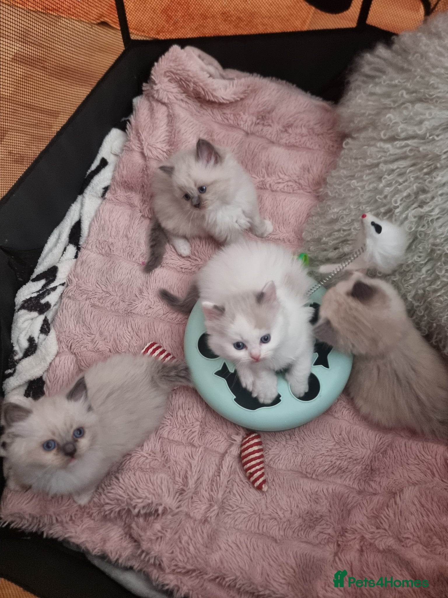 Ragdoll cats Kittens - Advert 1