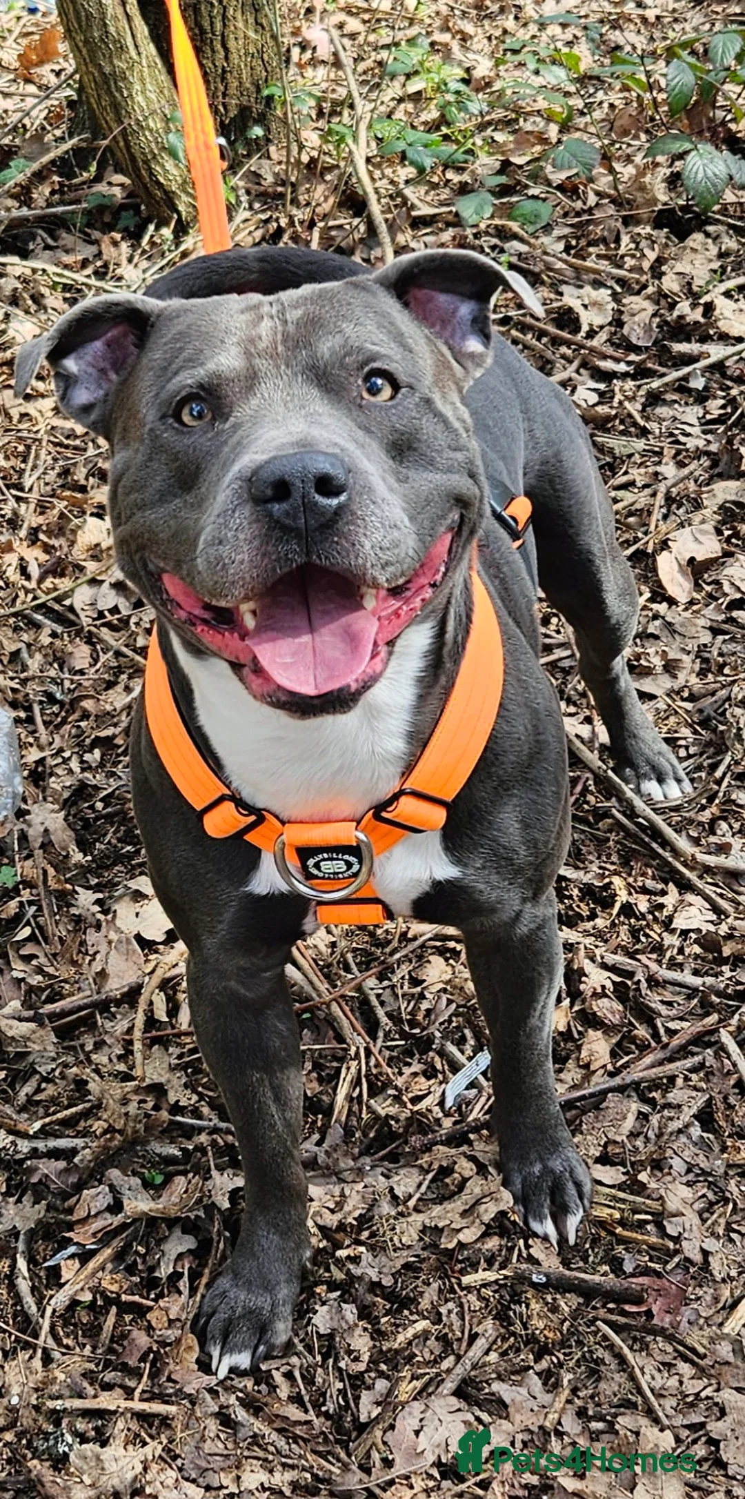 Staffordshire Bull Terrier dogs for stud: 💙 50+ LITTERS PROVEN. BLUE STUD 💙 in Erith - Advert 3