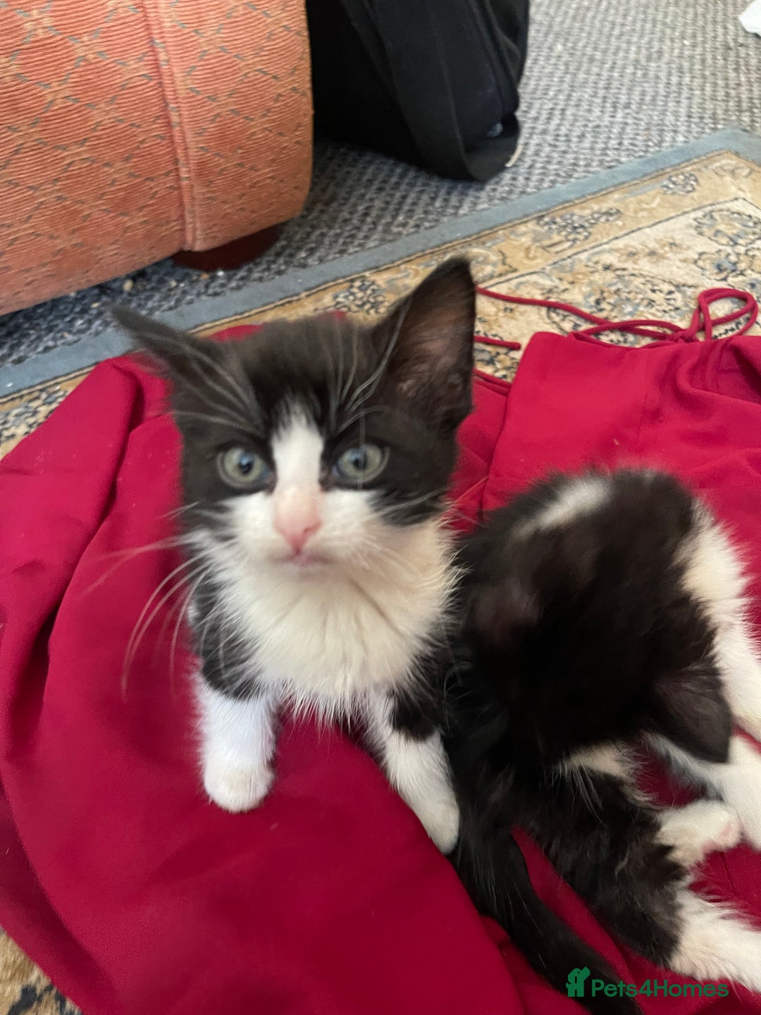 Mixed Breed cats for sale: Two beautiful kittens ready to leave - Image 6
