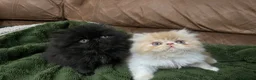 Persian cats for sale: Beautiful Pedigree Persians  - Advert 2