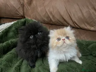 Persian cats for sale: Beautiful Pedigree Persians - Advert 2