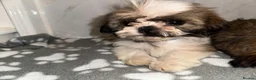 Shih Tzu dogs for sale: ✨✨Beautiful Shih TzuPuppies ✨✨ 🍯🌰🍪🧁🧸🐶 - Advert 6
