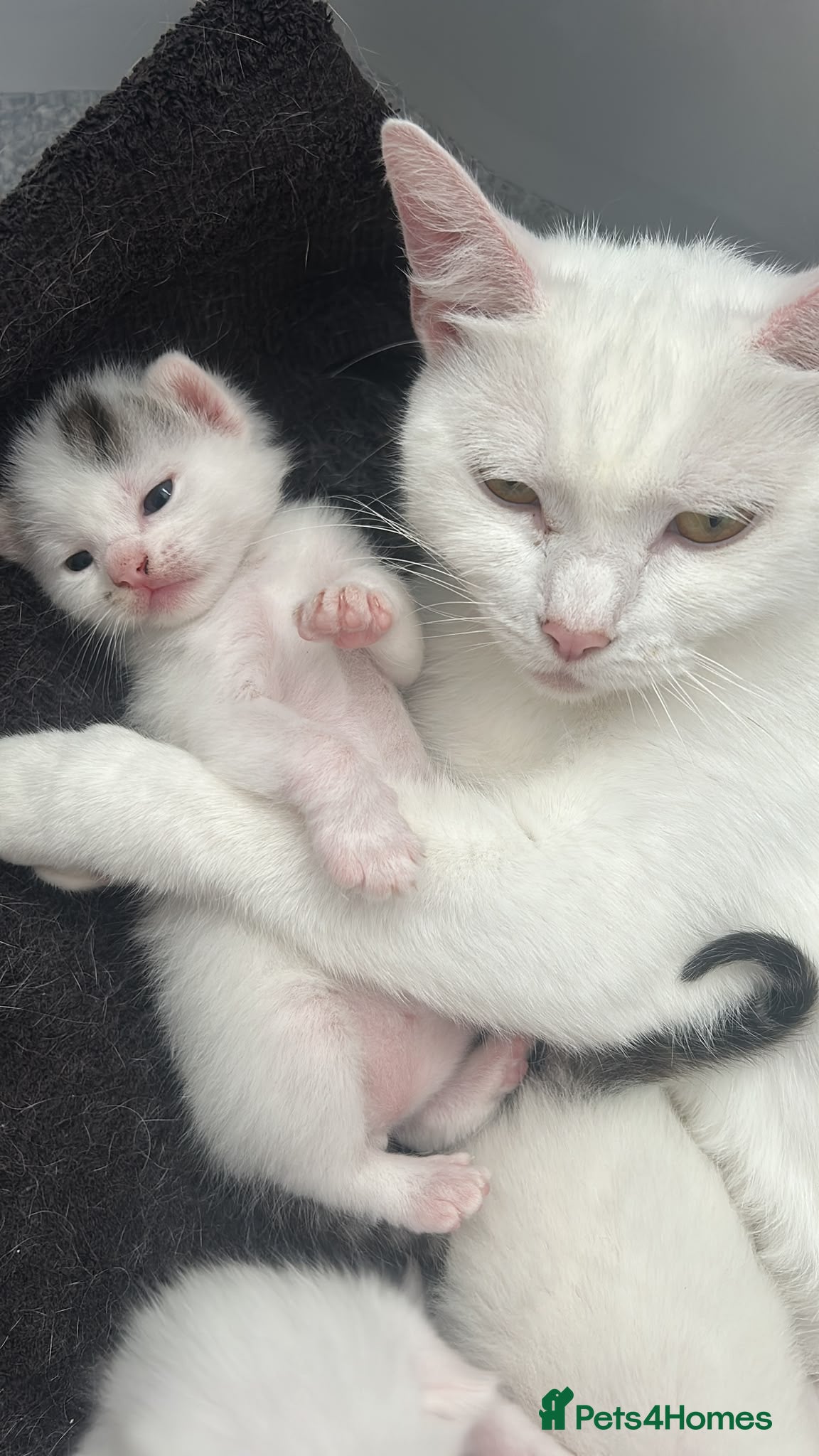 Mixed Breed cats 3 male kittens 1 white , 2 white with tabby tails  - Advert 8