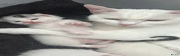 Mixed Breed cats for sale: 3 male kittens 1 white , 2 white with tabby tails  - Advert 1