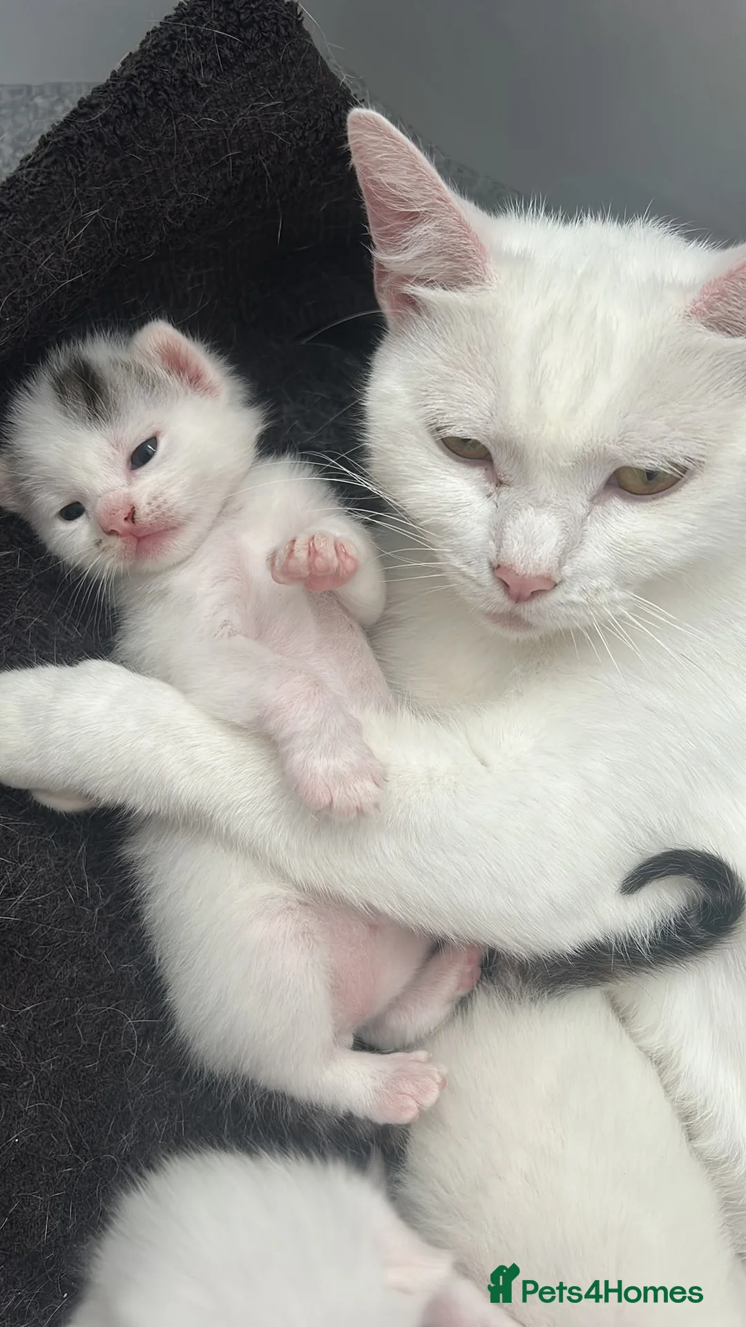Mixed Breed cats for sale: 3 male kittens 1 white , 2 white with tabby tails  - Advert 1
