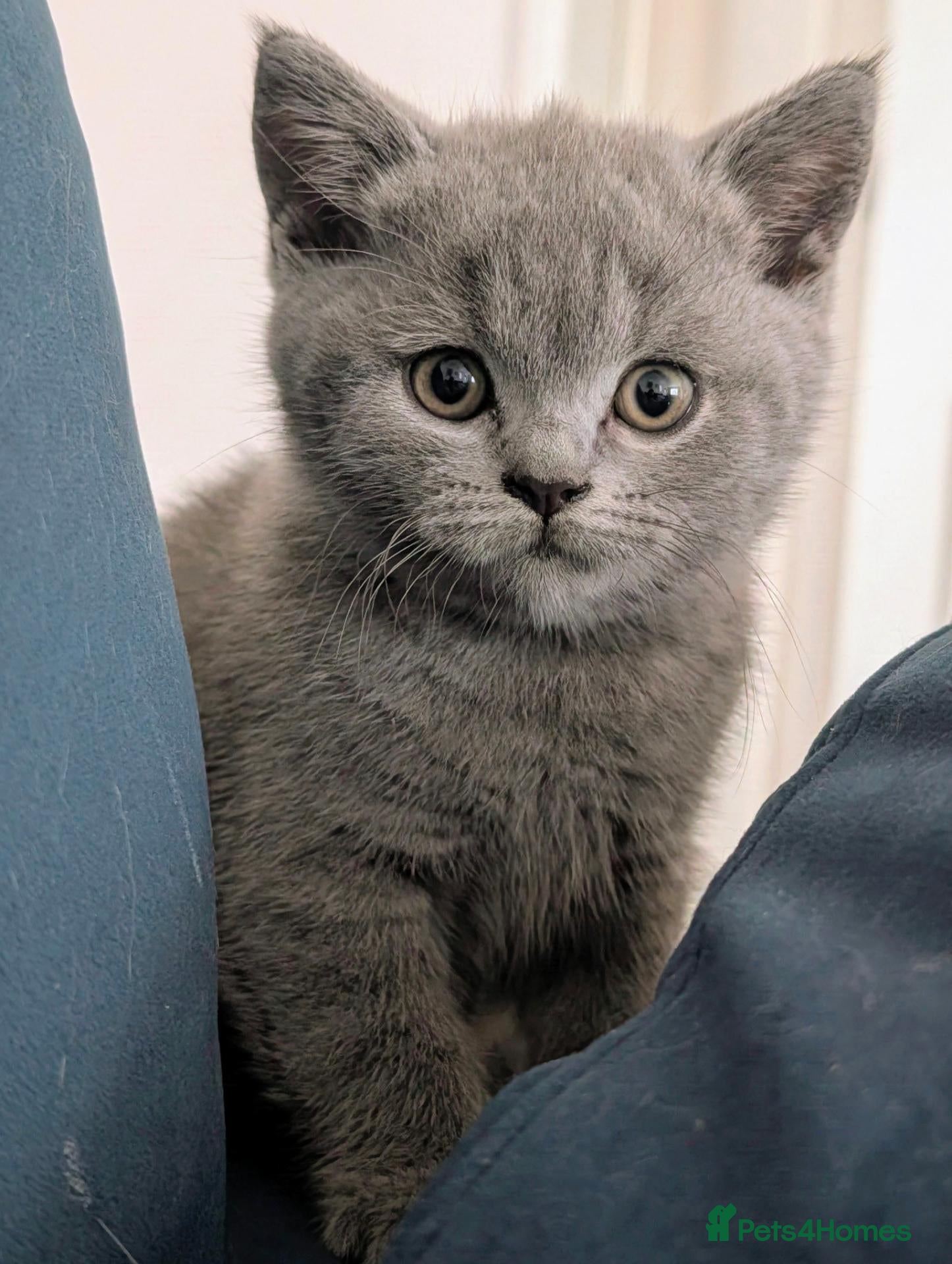 British Shorthair cats GCCF Registered British Shorthair Kittens - Advert 1