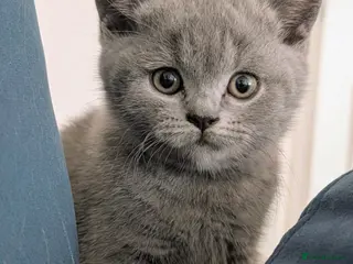 British Shorthair cats GCCF Registered British Shorthair Kittens - Advert 1