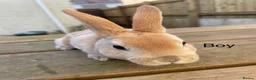 Rex rabbits for sale: 💖Pure bred mini Rex various ages 💖 - Advert 1