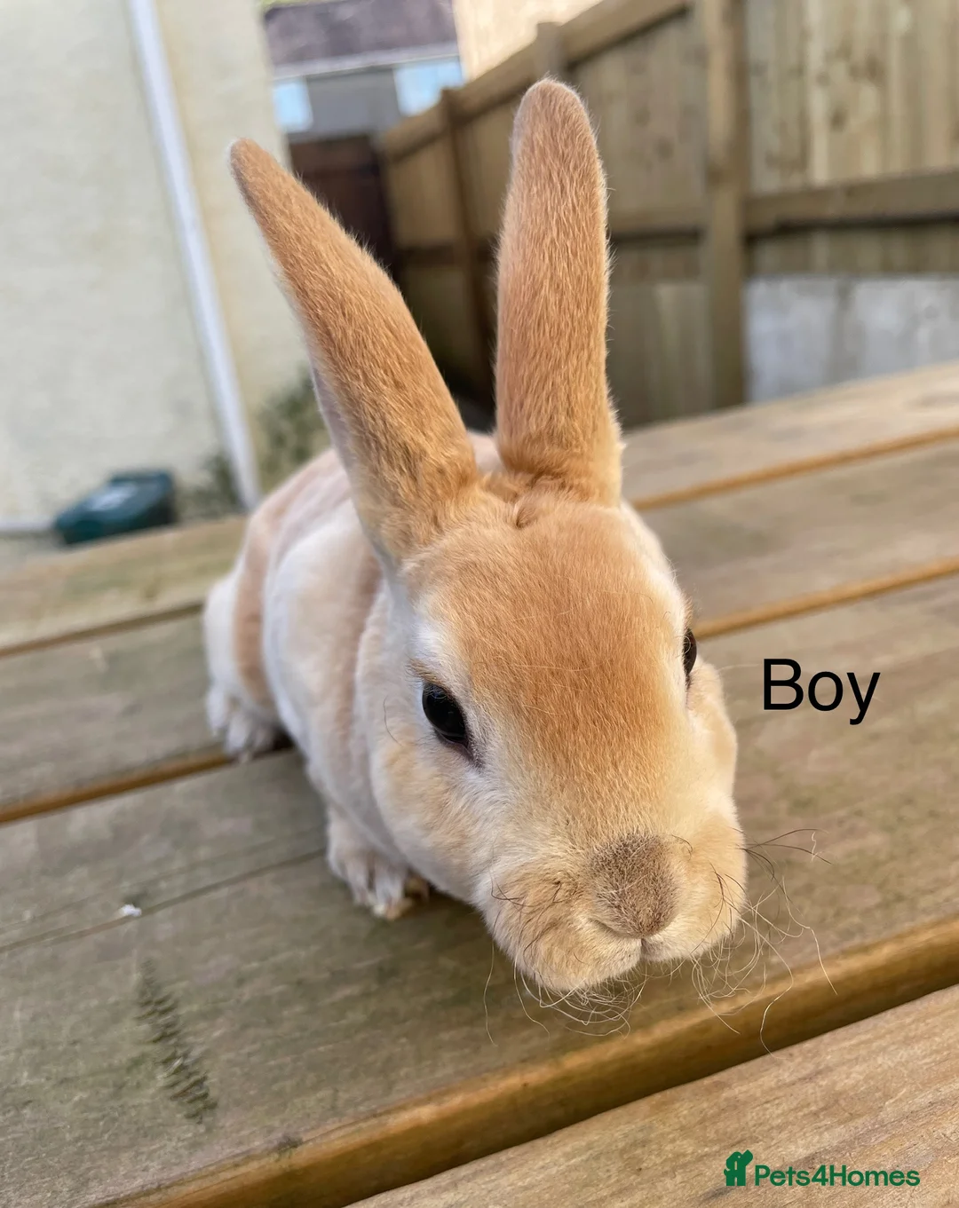 Rex rabbits for sale: 💖Pure bred mini Rex various ages 💖 - Advert 1