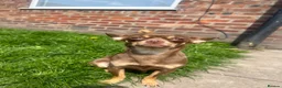 Chihuahua dogs for sale: 4 stunning chihuahua puppies  - Advert 20