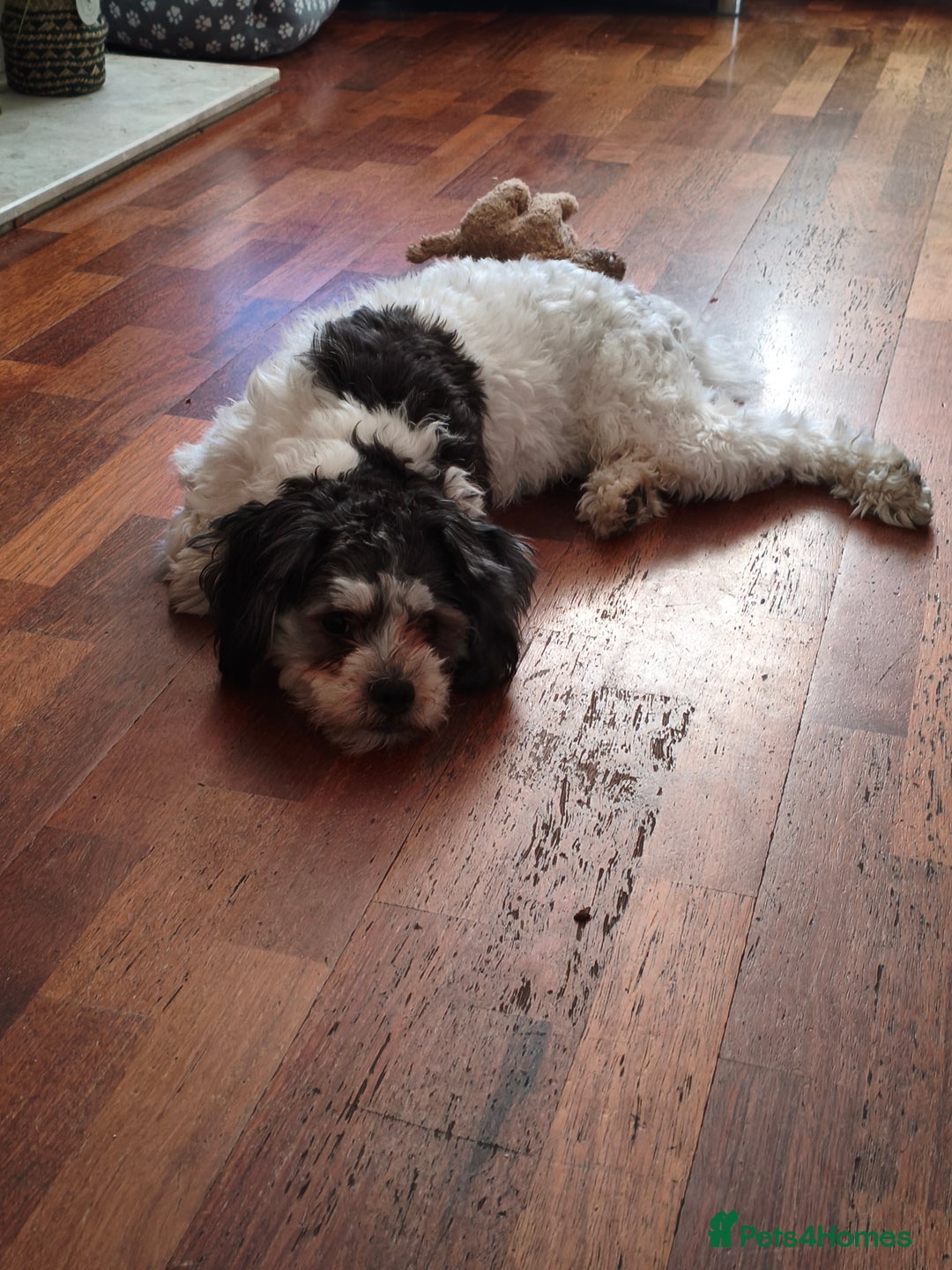 Shichon dogs for stud: * STUD * My gorgeous proven Shichon Boy Ted xx - Image 2