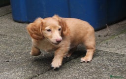 Dachshund dogs for sale: KC beautiful cream dachshund miniature long haired - Image 1
