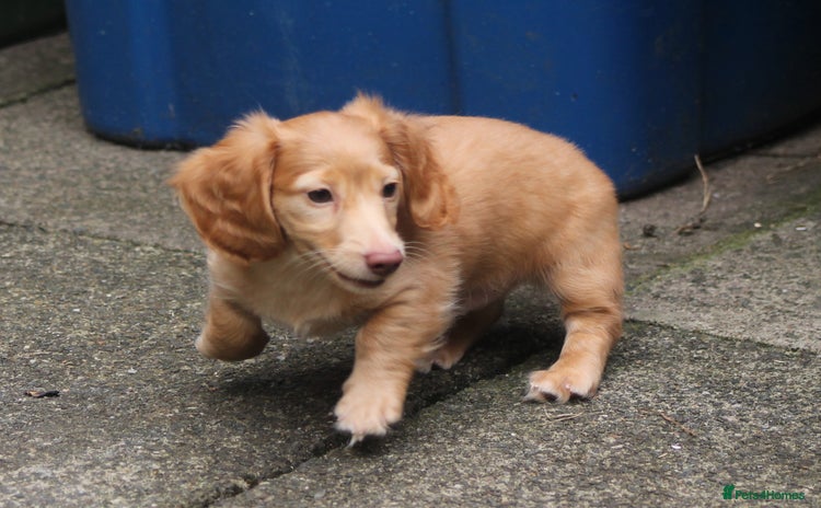 Dachshund dogs - Advert 2