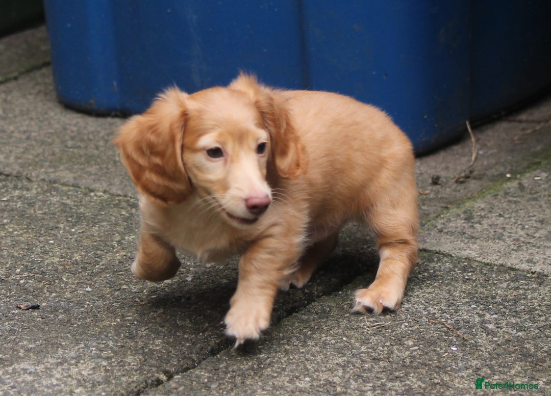 Dachshund dogs for sale: KC beautiful cream dachshund miniature long haired - Image 1