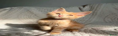 Maine Coon 1