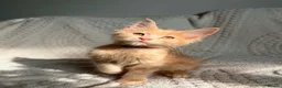 Maine Coon cats for sale: Cream Tabby Maine Coon Male Ready Now  - Advert 8