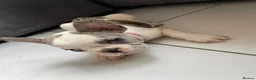French Bulldog dogs for sale: French bulldog  - Advert 25