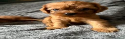 Cavapoo dogs for sale: Toy Cavapoo puppies- 3 boys & 3 girls  in Bristol - Advert 9