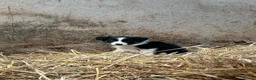 Border Collie dogs for sale: 7 collie puppies for sale  in Okehampton - Advert 12