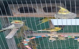 Cockatiels birds for sale: 3 cocketiels for sale - Image 17