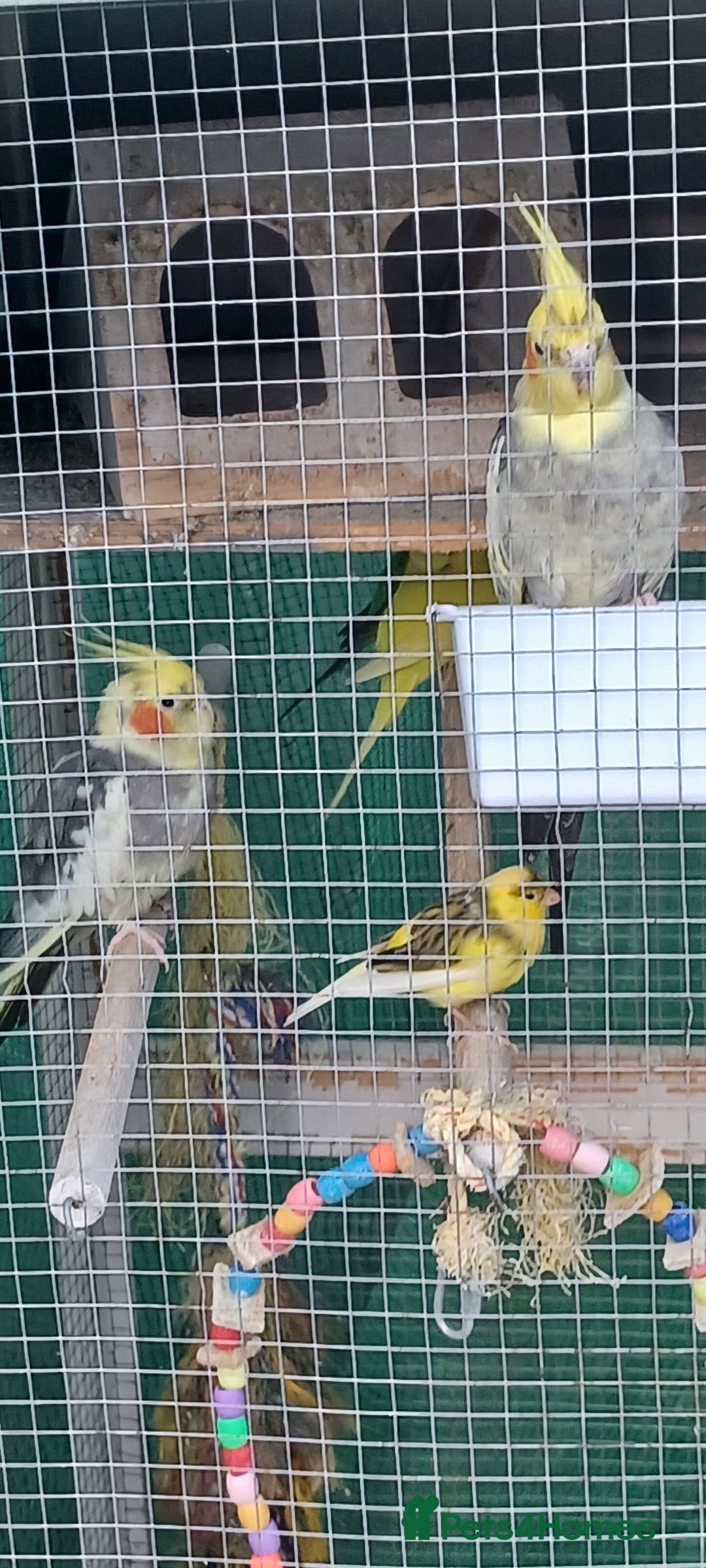 Cockatiels birds for sale: 3 cocketiels for sale - Image 17