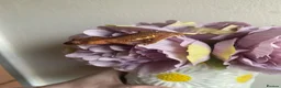 Gecko reptiles for sale: Crested Gecko Babies - Advert 1