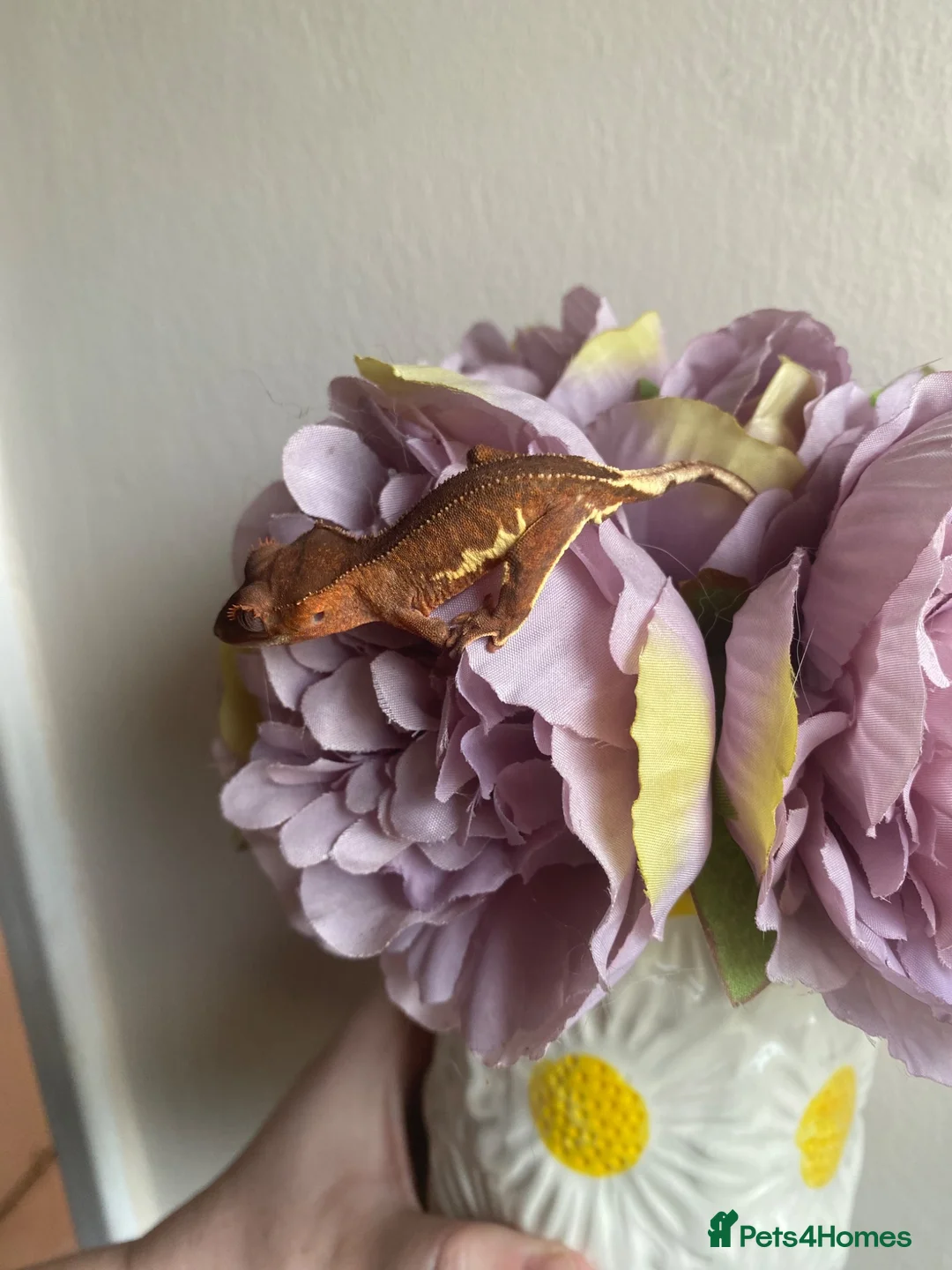 Gecko reptiles for sale: Crested Gecko Babies - Advert 1