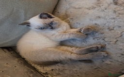 British Shorthair cats for sale: Full breed British short hair in Liverpool - Image 1