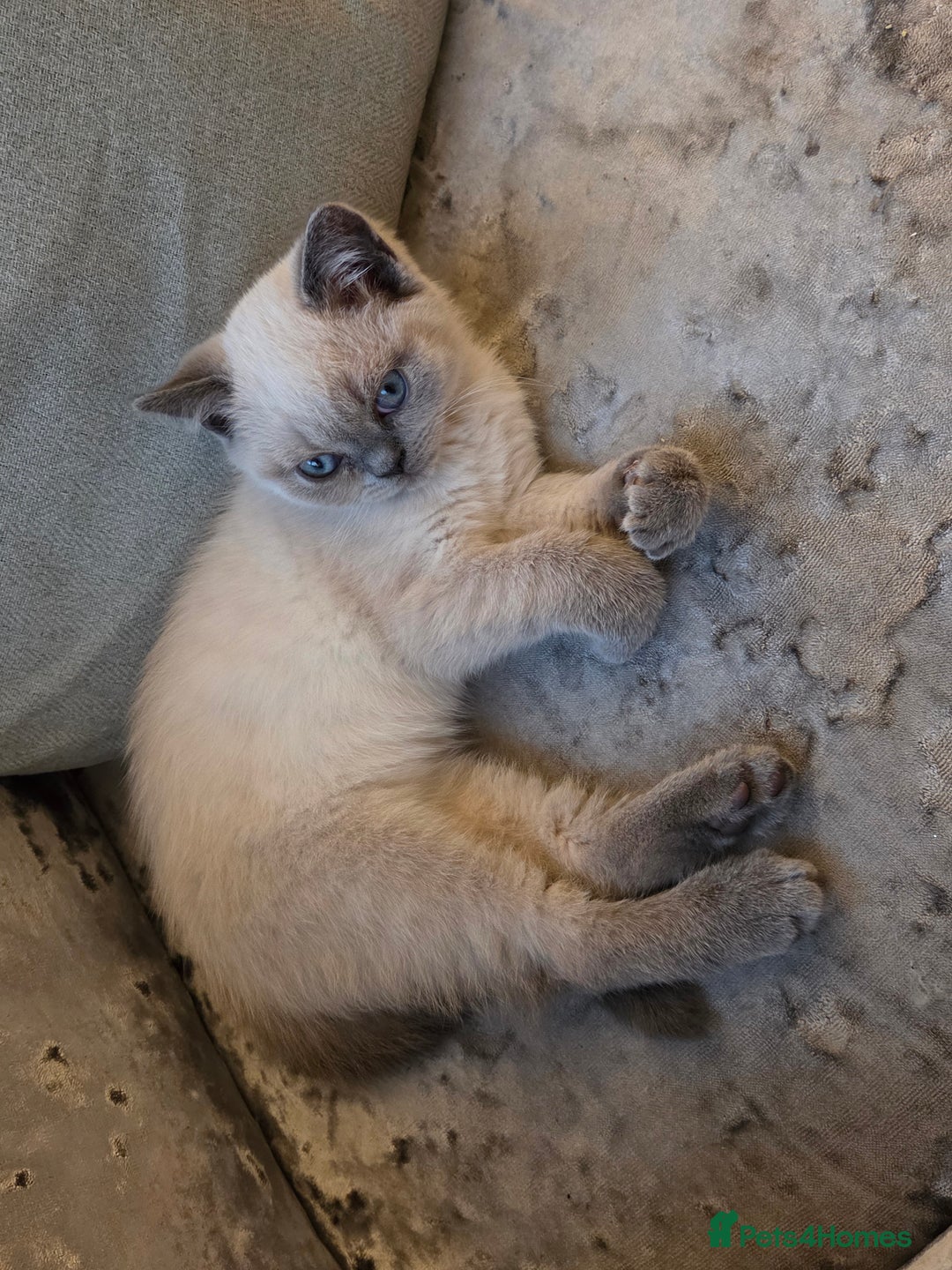 British Shorthair cats for sale: Full breed British short hair in Liverpool - Image 1