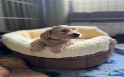 Dachshund dogs for stud: 🤍PROVEN MINIATURE KC CREAM LONG HAIRED DACHSHUND  in Llansantffraid - Image 7