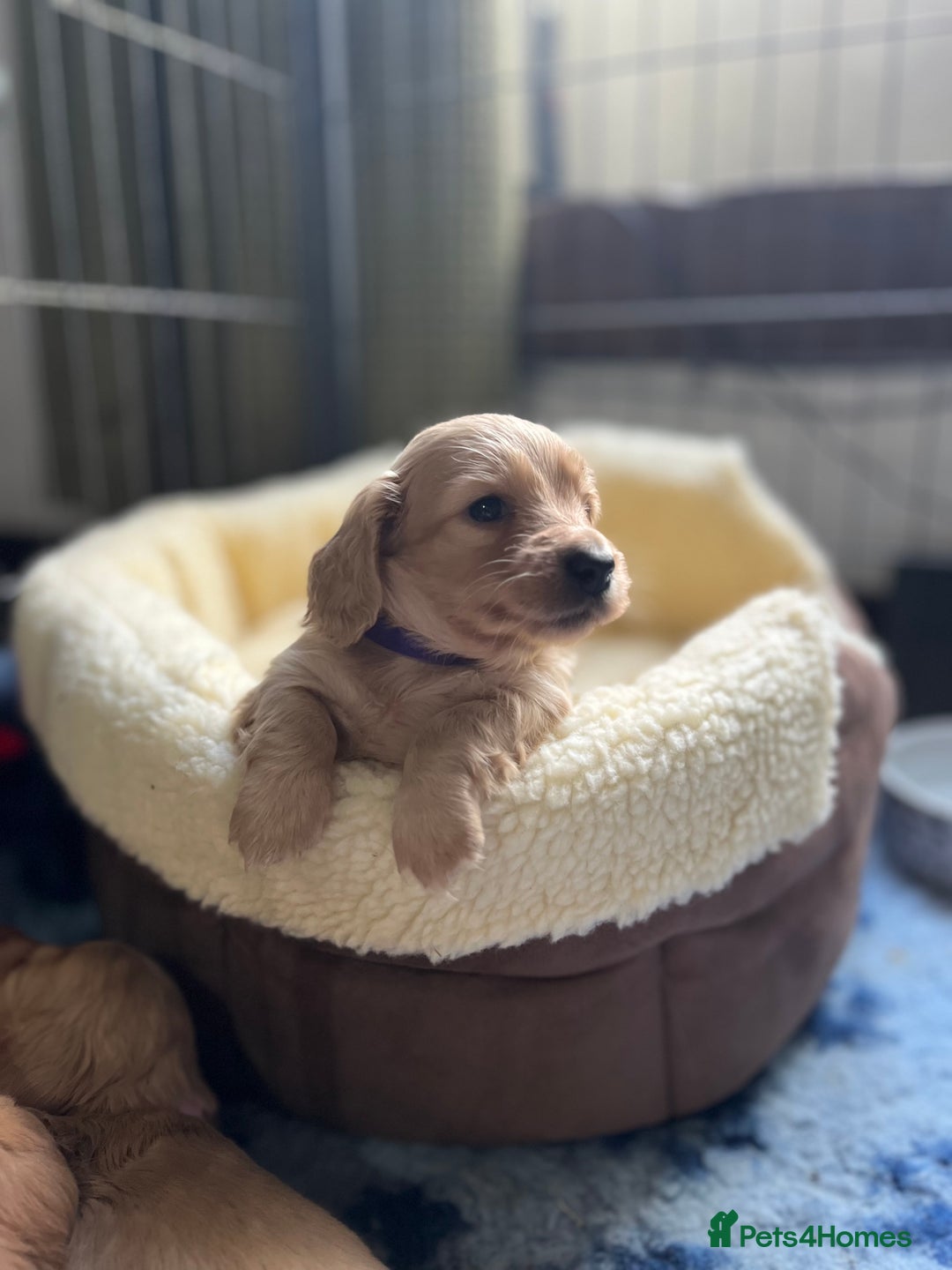Dachshund dogs for stud: 🤍PROVEN MINIATURE KC CREAM LONG HAIRED DACHSHUND  in Llansantffraid - Image 7