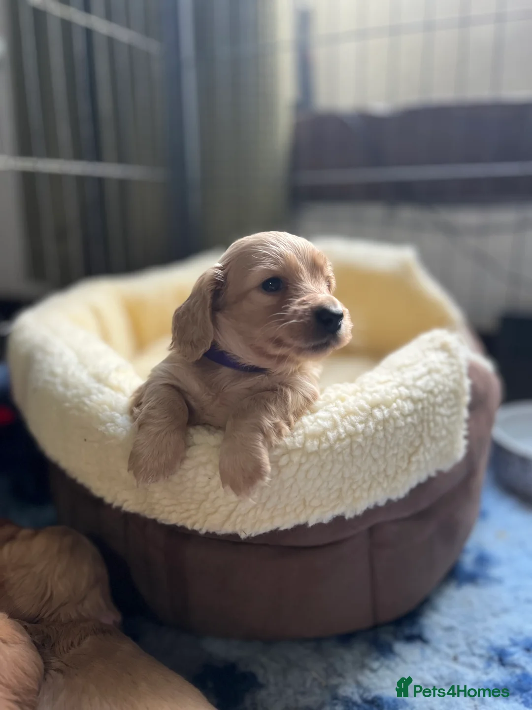 Dachshund dogs for stud: 🤍PROVEN MINIATURE KC CREAM LONG HAIRED DACHSHUND  in Llansantffraid - Advert 7