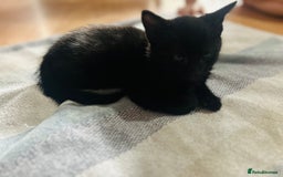 American Wirehair cats for sale: Tabby kittens  - Image 4